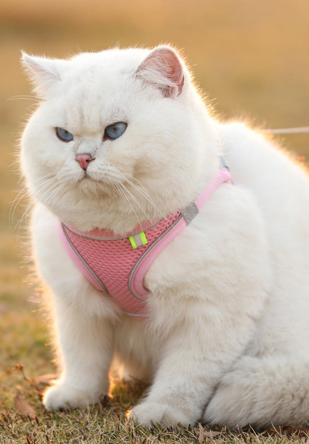 Komfortowy, regulowany zestaw uprzęży dla zwierząt