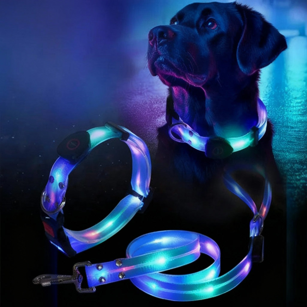 LED Collar and Leash