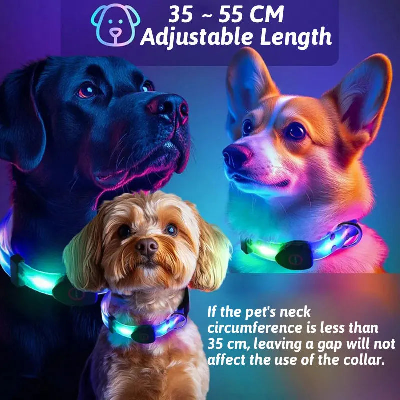 LED Collar and Leash