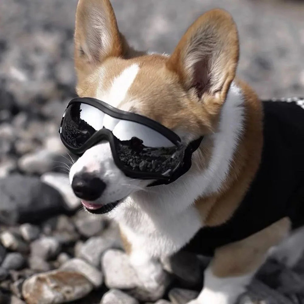 Okulary dla psa z regulacją