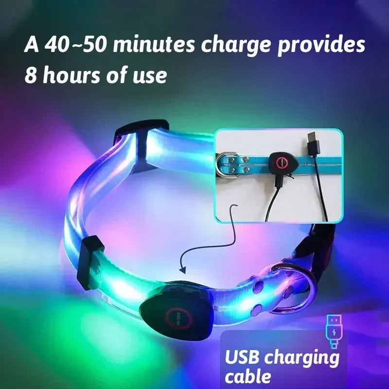 LED Collar and Leash